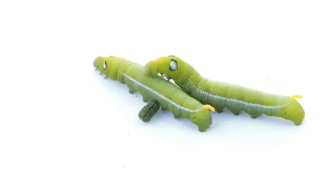 Green Caterpillar Stock Footage 54719962
