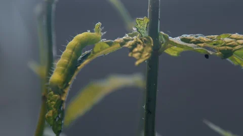 Green Caterpillar Stock Footage 128717624
