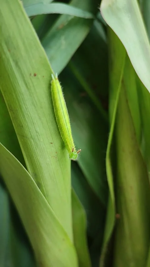 Green caterpillar Stock Footage 164079212