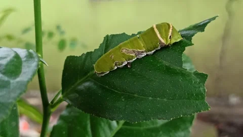 Green caterpillar Stock Footage 261056787