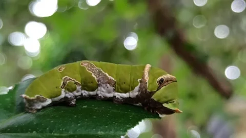 Green caterpillar Video stock 261057039