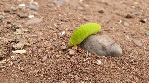 Green caterpillar Video stock 277990395