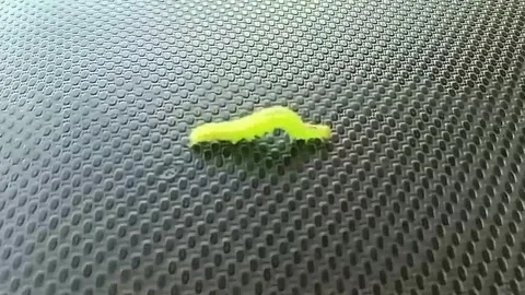 Green caterpillar  Stock Footage 304649666