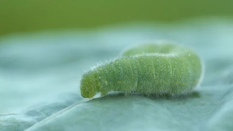 Green Caterpillar Stock Footage 331949579