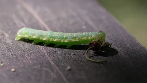 Green caterpillar gnaws leaves Stock-Footage 335390543
