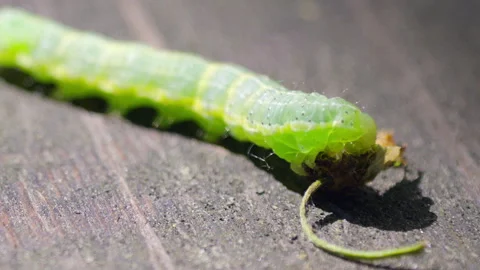 Green caterpillar gnaws leaves Stock Footage 335390715