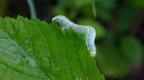 green caterpillar on grass macro 8575039