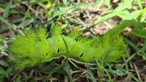 Green caterpillar on the ground Video stock 306030804