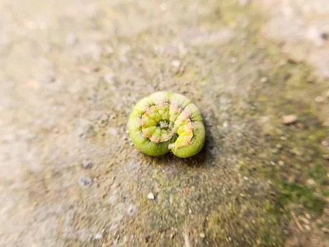 Green caterpillar on the ground Stock Photos