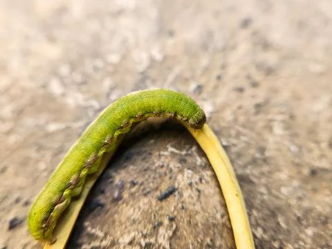 Green caterpillar on the ground Stock Photos