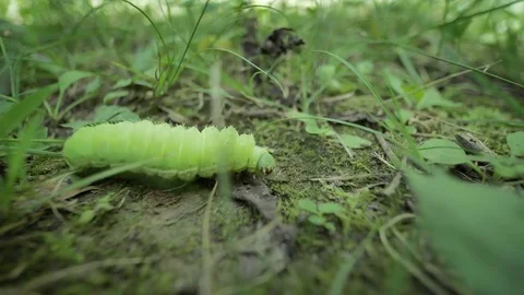 Green Caterpillar on the Ground in a Shallow Depth of Field Stock Footage 78018724