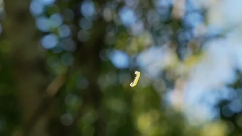 Green caterpillar hanging from a thread 動画素材 338186501