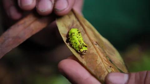 Green Caterpillar HD 13 Stock Footage 150516401