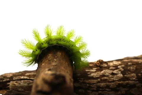 Green Caterpillar,  interier scene Stock Photos