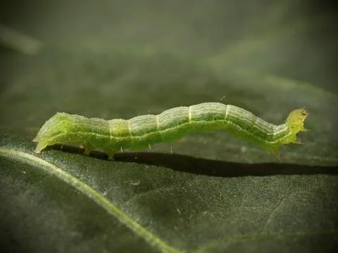 Green caterpillar on a leaf close up Stock Photos