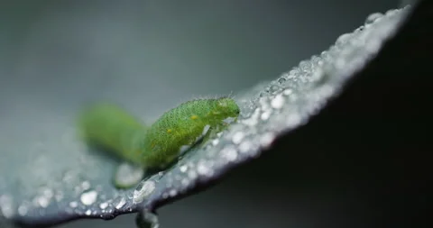 Green caterpillar on a leaf with dew drops Stock Footage 288693901