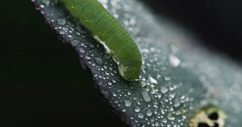 Green caterpillar on a leaf with dew drops Stock Footage 288698838