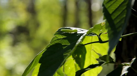 Green caterpillar on leaf Stock Footage 42342644