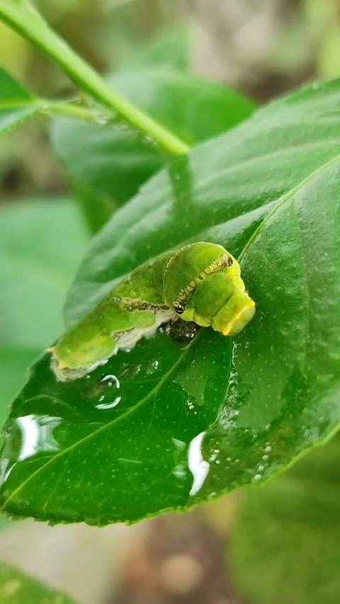 Green Caterpillar on Leaf Video stock 323148623