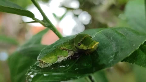 Green Caterpillar on Leaf Stock Footage 323148624