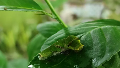 Green Caterpillar on Leaf Stock Footage 323148635