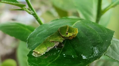 Green Caterpillar on Leaf Stock Footage 323148638