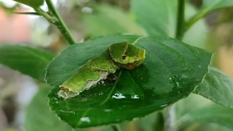 Green Caterpillar on Leaf Stock Footage 323148650