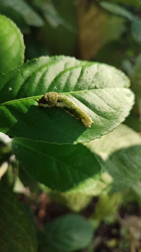 Green Caterpillar on Leaf Stock Footage 323148804