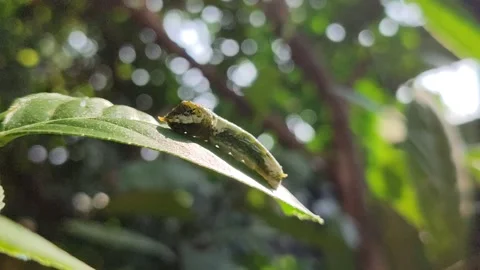Green Caterpillar on Leaf Stock Footage 323148810