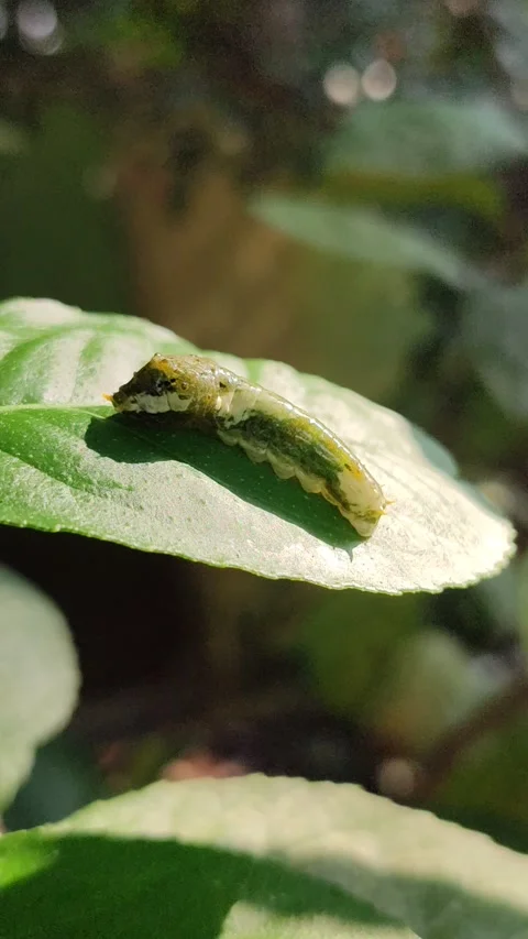 Green Caterpillar on Leaf Stock Footage 323148811