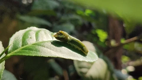 Green Caterpillar on Leaf Stock Footage 323148819