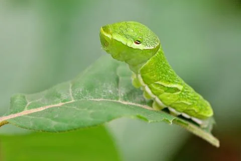 Green caterpillar on leaf Stock Photos