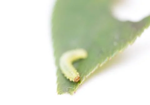 Green caterpillar on a leaf Stock Photos