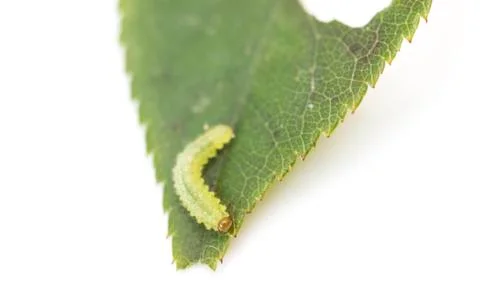 Green caterpillar on a leaf 写真素材