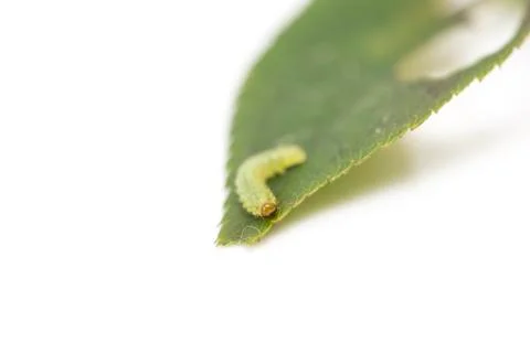 Green caterpillar on a leaf Stock Photos