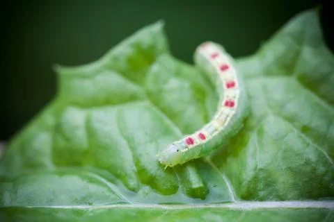 The green caterpillar on a leaf Stock Photos