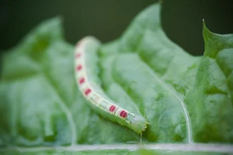 The green caterpillar on a leaf Stock Photos