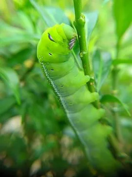 Green caterpillar on a leaf Stock Photos