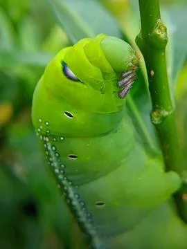 Green caterpillar on a leaf Stock Photos