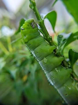 Green caterpillar on a leaf Stock Photos
