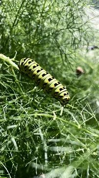Green caterpillar on a leaf Foto stock
