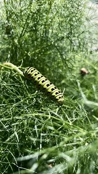 Green caterpillar on a leaf Stock Photos