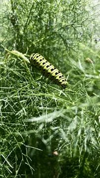 Green caterpillar on a leaf Stock Photos
