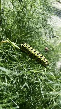 Green caterpillar on a leaf 库存照片