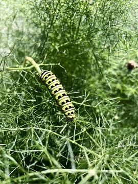 Green caterpillar on a leaf 库存照片