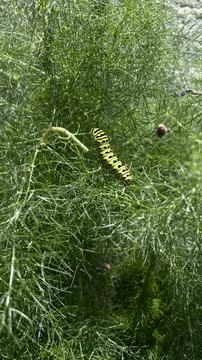 Green caterpillar on a leaf Stock-Fotos