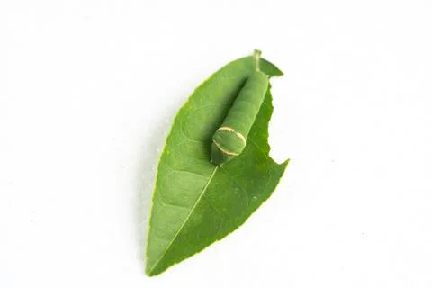 Green caterpillar on lime leaf isolated on white background, macro close-up Stock Photos