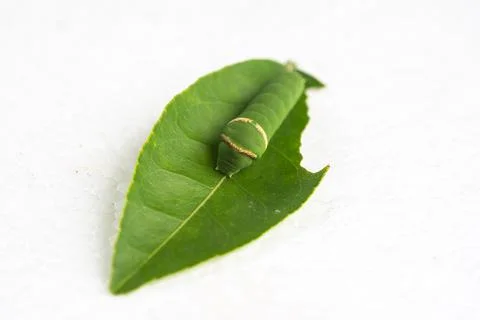 Green caterpillar on lime leaf isolated on white background, macro close-up Stock Photos