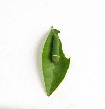 Green caterpillar on lime leaf isolated on white background, macro close-up Stock Photos