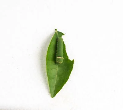 Green caterpillar on lime leaf isolated on white background, macro close-up Stock Photos